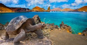 A Galapagos tortoise on the Galapagos Islands in Ecuador.