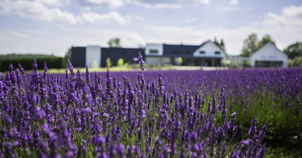 Quebec gardens respresented by lavender fields at Bleu Lavande in Magog