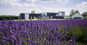 Quebec gardens respresented by lavender fields at Bleu Lavande in Magog